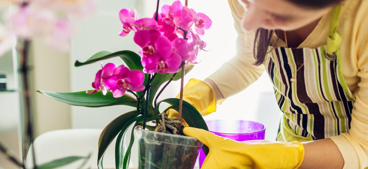 Você sabia que cheirar o vaso de orquídea é o primeiro passo para decidir pela troca de recipiente? - Getty Images
