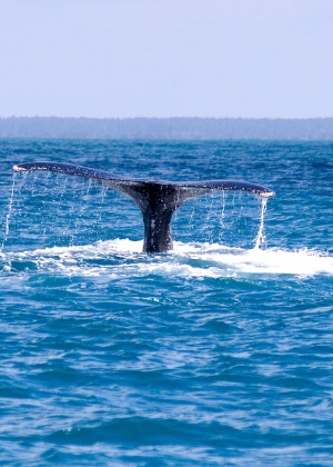 Fábio Vicentini/Divulgação