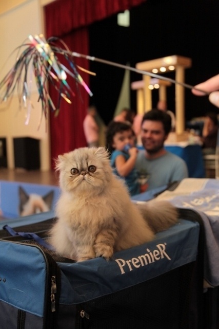 Filhote de Persaganha atenção dos visitantes - Divulgação / Silvia Pratta