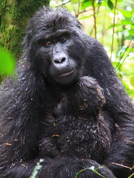 Mãe-gorila oferece colo ao seu bebê - Renê Castro/UOL