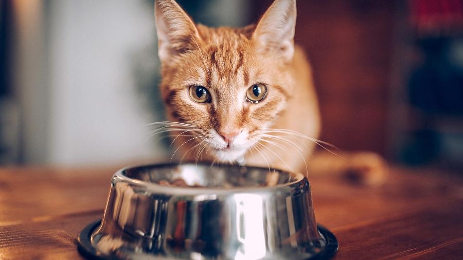 Comedouro para pet: você saber escolher o potinho ideal pra o seu gato ou cachorro? Conheça alguns modelos - Getty Images