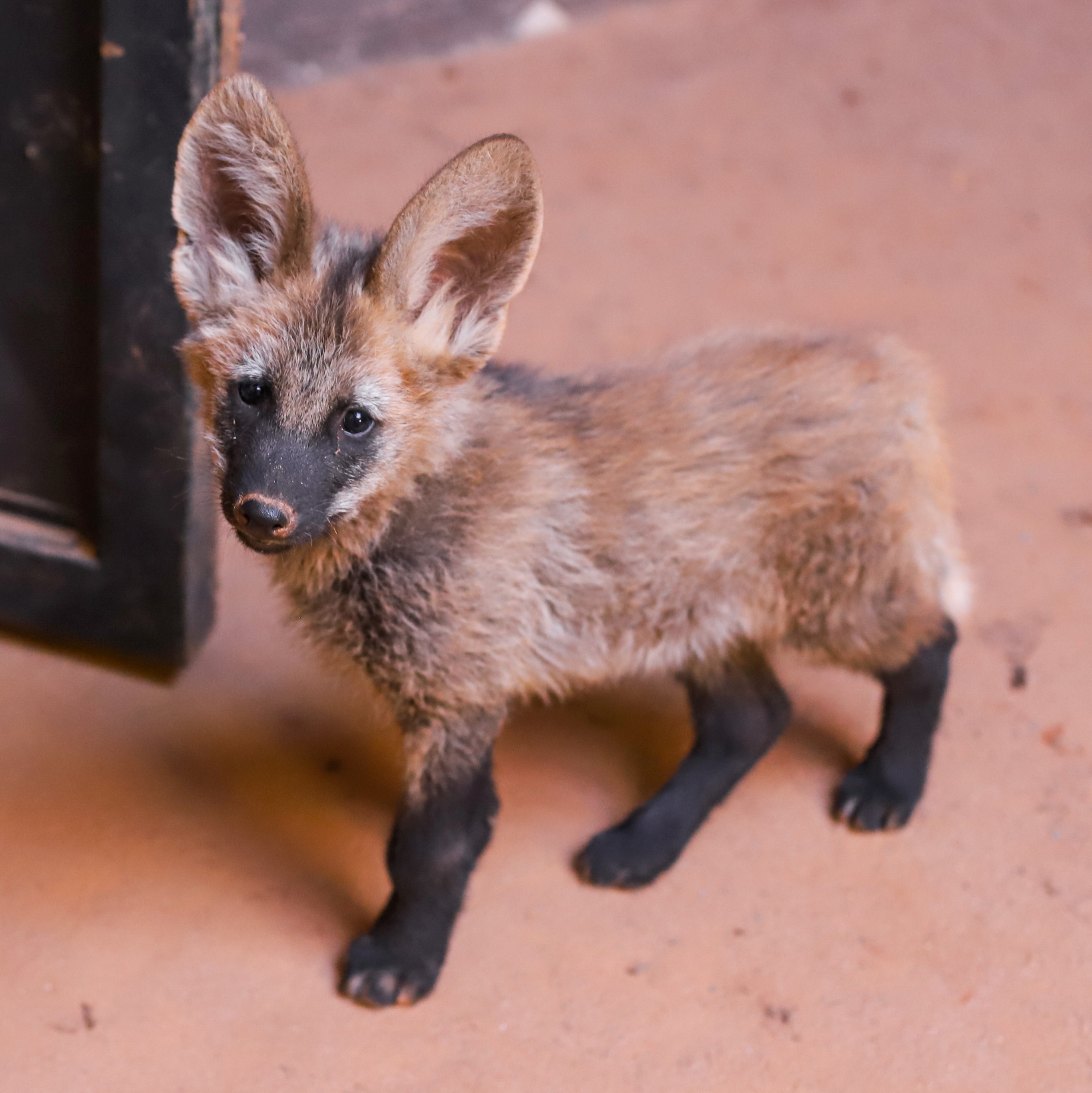 No Dia dos Animais, veja projetos que ajudam a proteger bichos no país