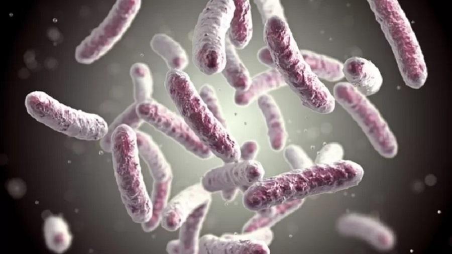 As bactérias do grupo Legionella estão por trás de pneumonias graves - Getty Images