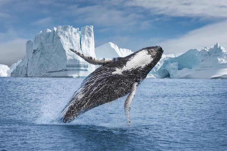 Baleia entre icebergs de Ilulissat, na Groenlândia