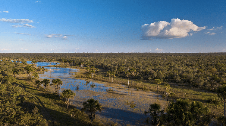 Apesar de não sequestrar tanto carbono quanto a Amazônia, a vegetação do Cerrado ajuda a proteger algumas das principais bacias hidrográficas do Brasil Apesar de não sequestrar tanto carbono quanto a Amazônia, a vegetação do Cerrado ajuda a proteger algumas das principais bacias hidrográficas do Brasil