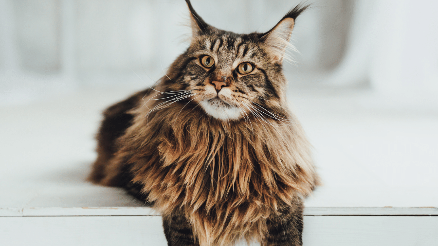 O Maine Coon é gentil, afetuoso e bastante inteligente O Maine Coon é gentil, afetuoso e bastante inteligente