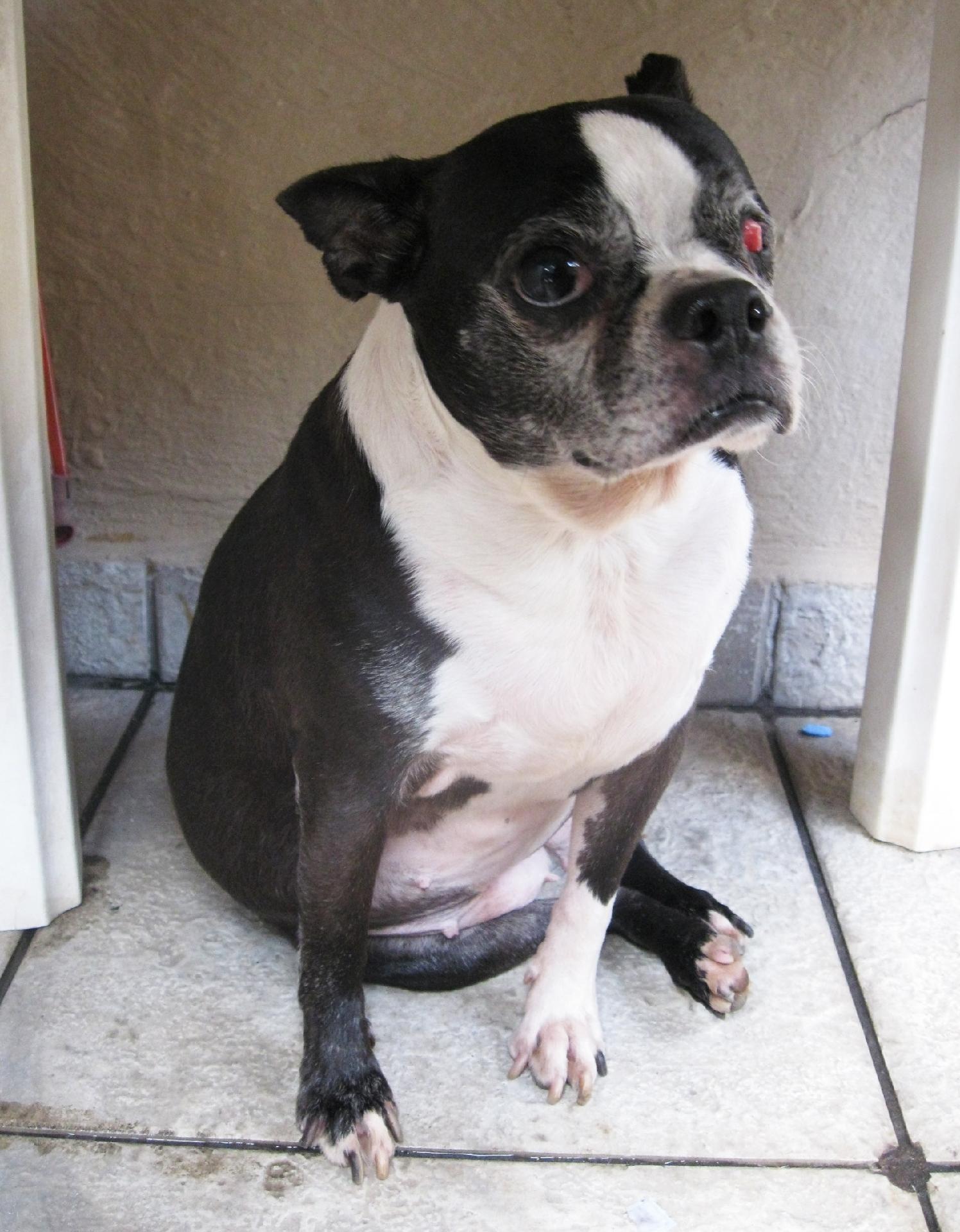 Jully: foi resgatada de um criadouro clandestino em condições de maus tratos, junto com outros sete animais. Está cega de um olho. Abra seu coração para esta fofura canina! Entre em contato: amparanimal.org.br - Divulgação