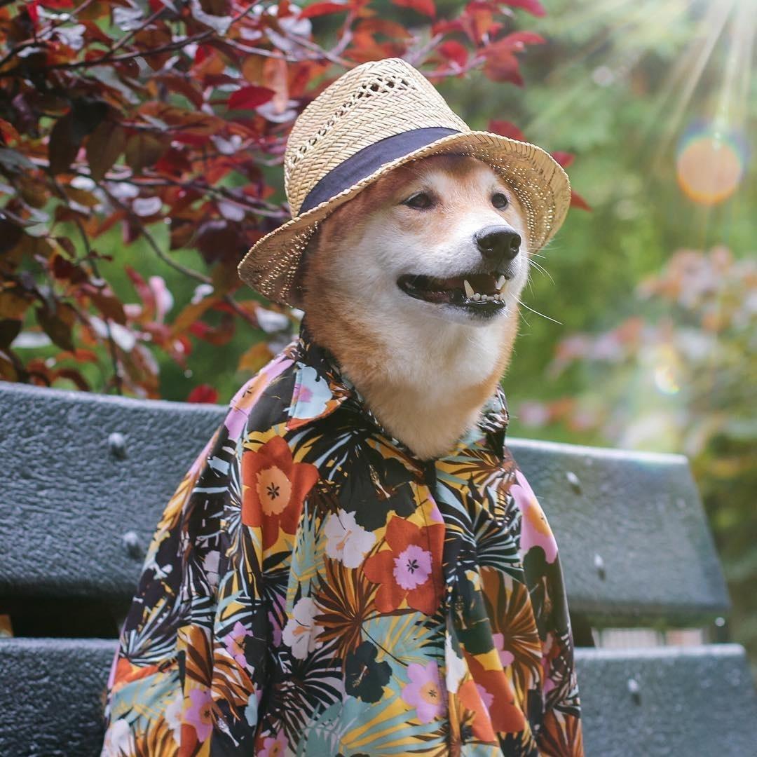 Bodhi, o Menswear Dog - Reprodução/Instagram