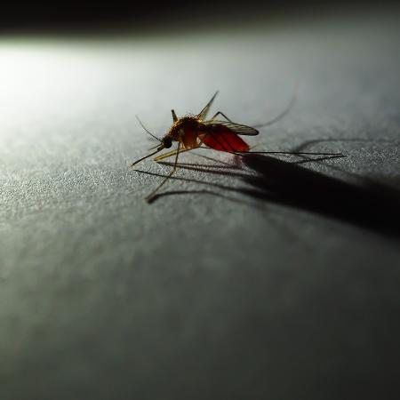 Pesquisadores identificaram um composto capaz de interromper o ciclo de vida do parasita causador da malária - iSTock