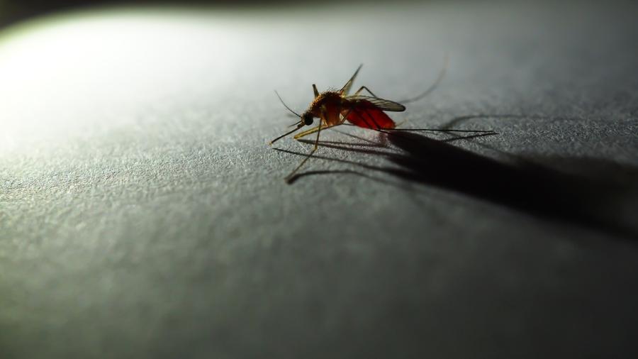 Anopheles, mosquito que transmite malária - iSTock