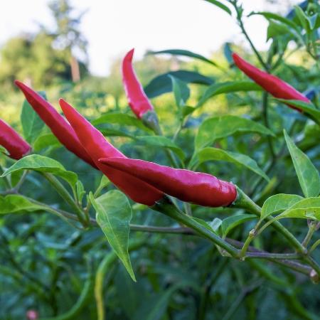 Pimenta caiena - iStock - iStock