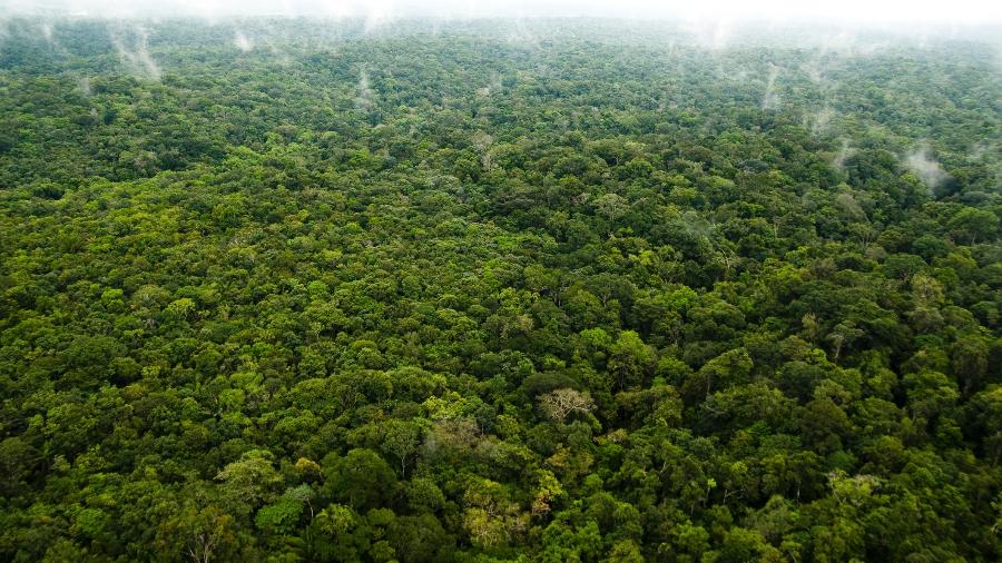 Amazônia é um dos biomas brasileiros que mais sofre com desmatamento e mudanças climáticas. - iStock