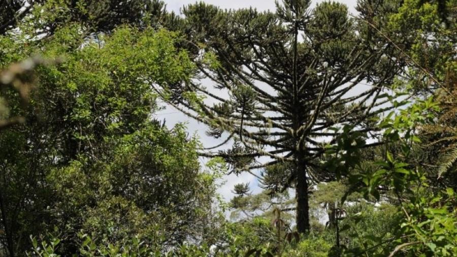 Árvores como a araucária, espécie do Sul do Brasil antes bastante comum, tiveram declínio de pelo menos 50% e foram classificadas como ?Em Perigo? - Anderson Kassner-Filho/Floresta SC