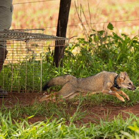 Momento de soltura da raposa-do-campo após realização do procedimento de captura, quando ela já está totalmente recuperada da anestesia Momento de soltura da raposa-do-campo após realização do procedimento de captura, quando ela já está totalmente recuperada da anestesia