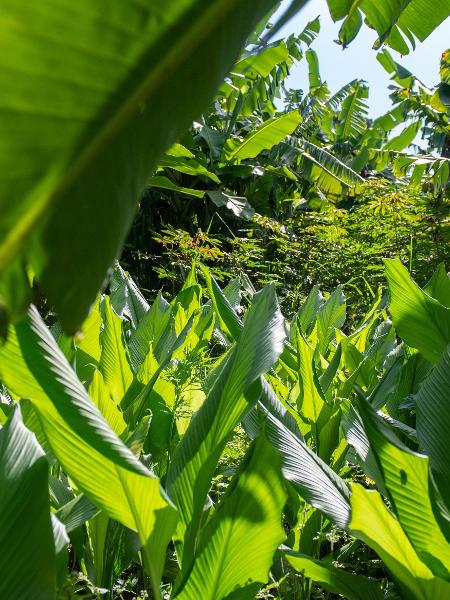 Área recuperada com agrofloresta - forma de manter floresta em pé e reduzir impacto da crise climática -, em Jaguariúna (SP) - Flavio Moraes/UOL