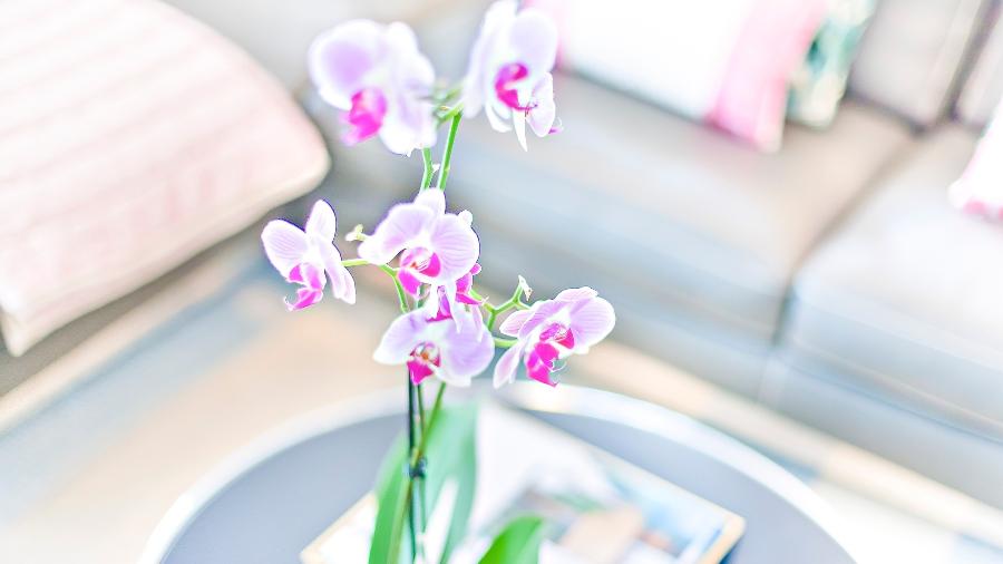 Ama orquídeas? Saiba que elas são ideais para áreas internas com boa iluminação - Getty Images/iStockphoto