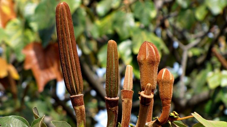 A planta pau-de-balsa - Mauricio Mercadante - Mauricio Mercadante