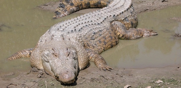 Reptile énorme Qui Traumatise New York Bichos assassinos são atração turística na Austrália; saiba onde vê-los