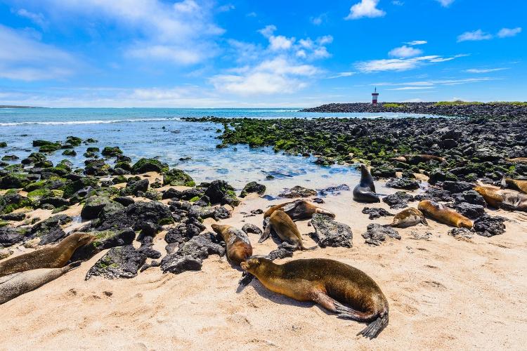 Ilhas Galápagos, no Equador - Getty Images/iStockphoto - Getty Images/iStockphoto