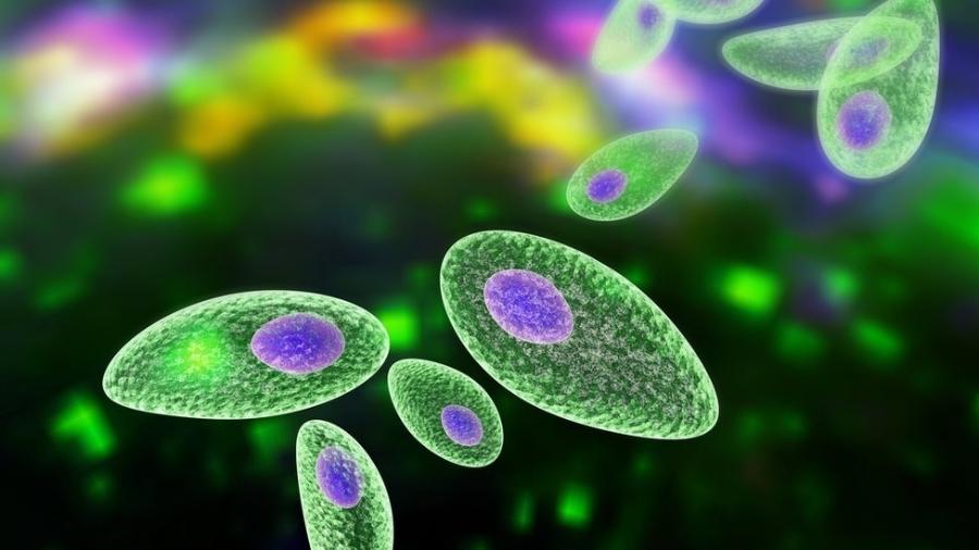 Toxoplasma é um parasita que pode ser transmitido pela ingestão de água, carne e frutas e vegetais contaminados - Getty Images