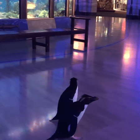 Pinguins passeando pelo aquário Sheed, em Chicago (EUA) - Reprodução/Facebook