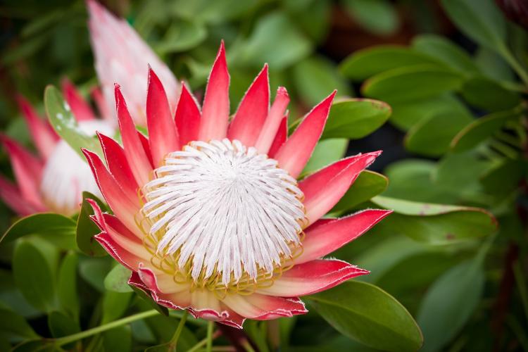 Protea cynaroides é conhecida por sua beleza e aspecto mais selvagem e rústico - Getty Images - Getty Images