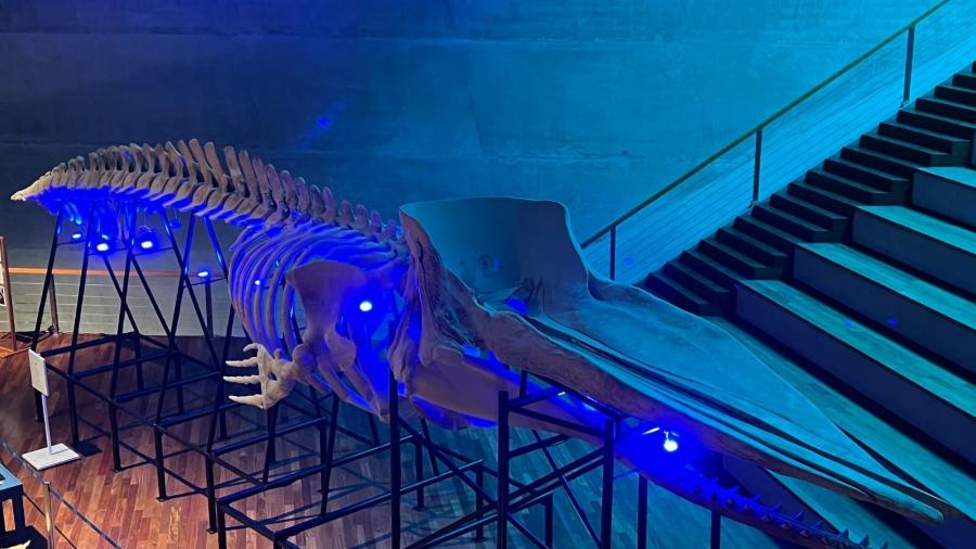 A baleia-cachalote que agora é parte do acervo do Museu Nacional - Divulgação/Prefeitura do Rio de Janeiro