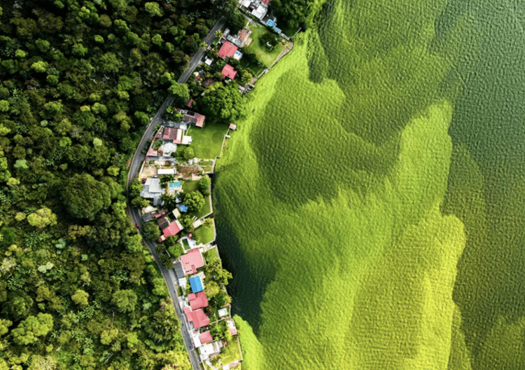 Algas dão o tom esverdeado às águas desse lago na Guatemala - Daniel Núñez/WPY - Daniel Núñez/WPY