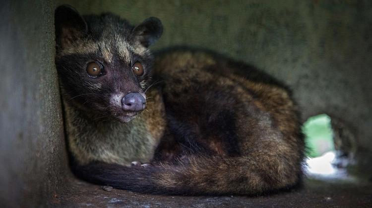 Civeta presa para produzir café  - Getty Images - Getty Images