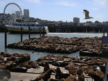 Leões-marinhos invadem São Francisco, nos EUA, e isso é uma boa notícia