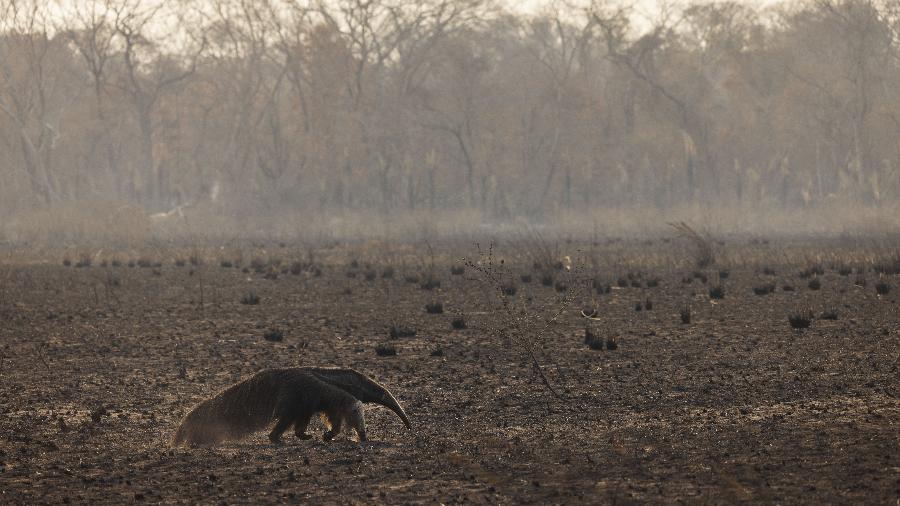 Tamanduá-bandeira percorre uma área devastada pelo fogo em uma fazenda na região de Miranda (MS)