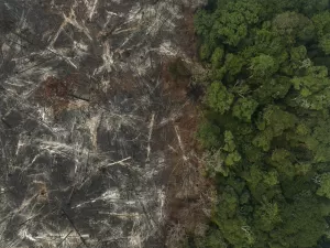 Desmatamento na Amazônia Legal tem queda de 64,26% em fevereiro