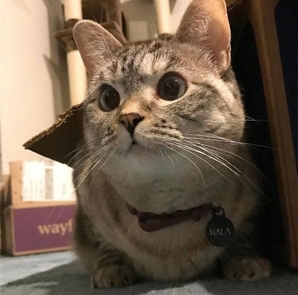 Reprodução/Instagram.com/nala_cat