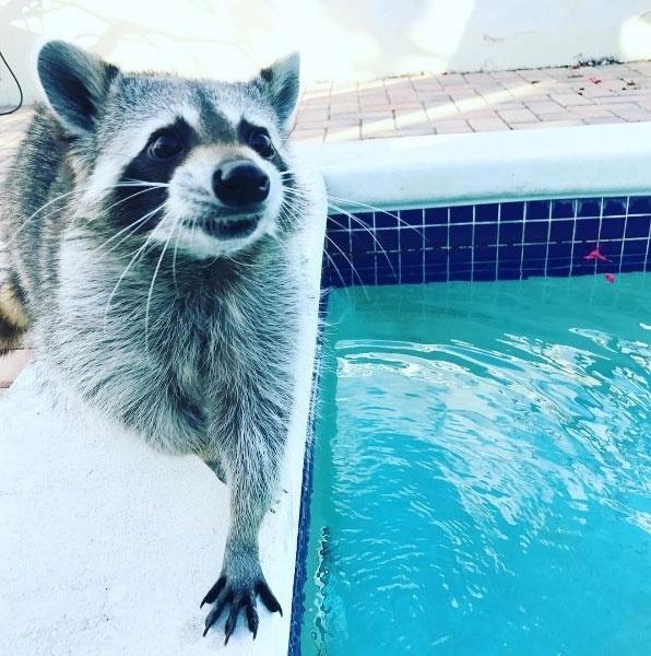 Reprodução/Instagram.com/pumpkintheraccoon