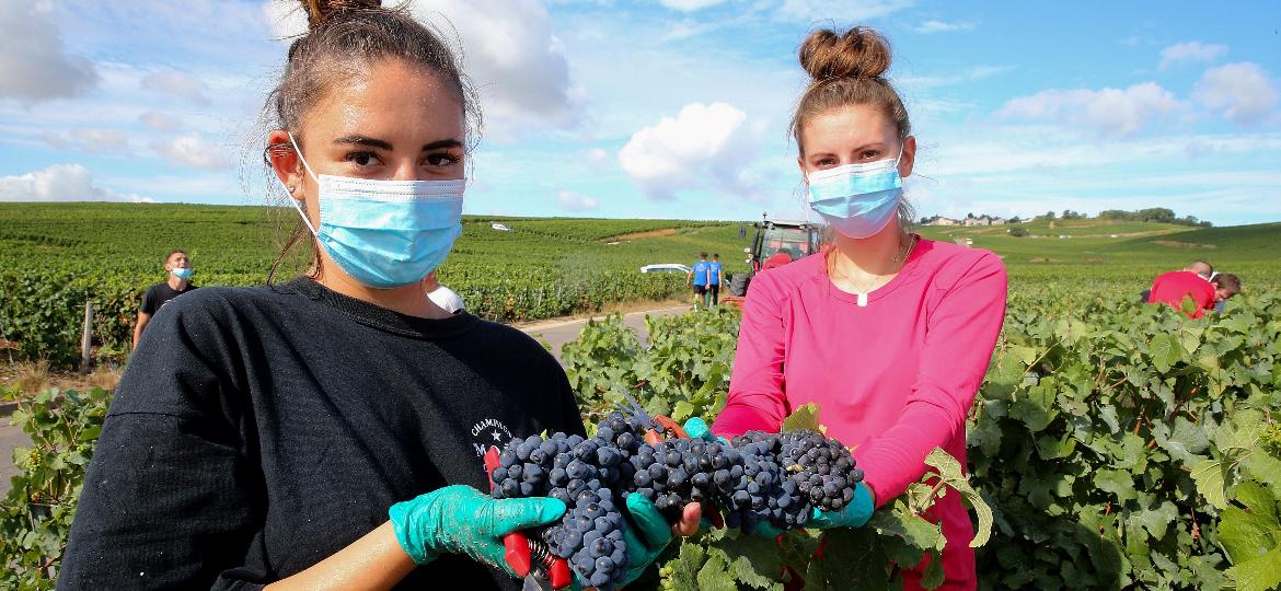 Catadores de uvas usando máscaras faciais posam enquanto trabalham durante a colheita de champanhe de 2020 no vinhedo de Marc Augustin em Avenay-Val-d"Or, leste da França, em 24 de agosto de 2020, na pandemia de COVID-19 (novo coronavírus) - FRANCOIS NASCIMBENI/AFP