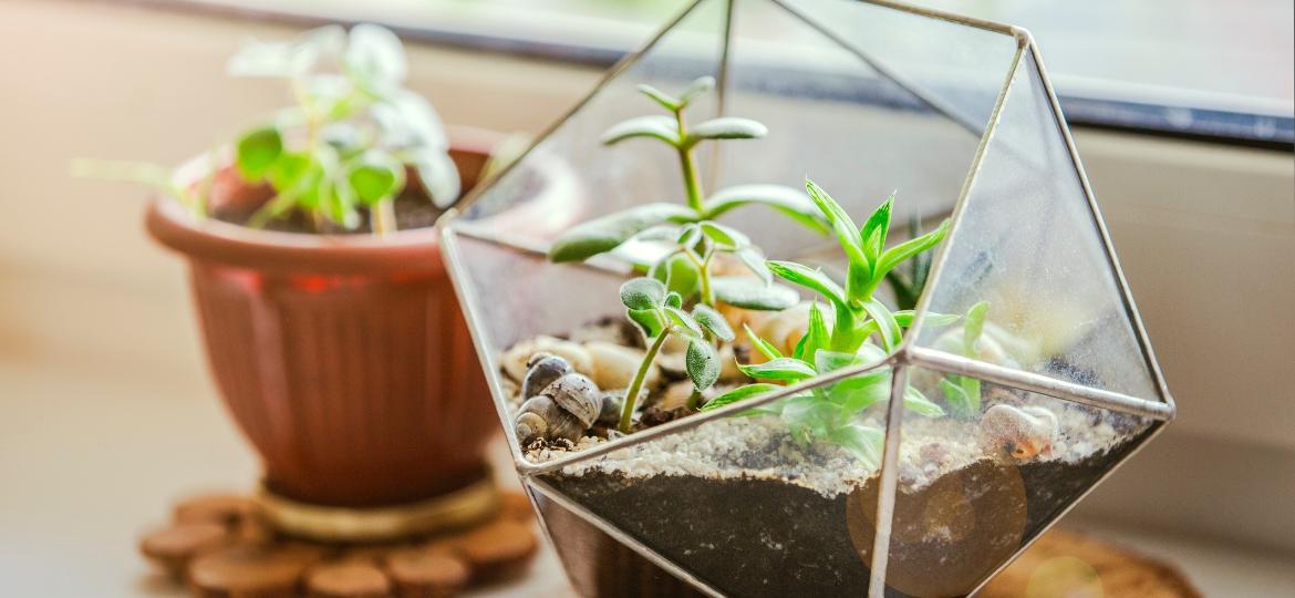 Terrários podem ser encontrados em diversas formas no mercado e adicionam cor e uma forma mais prática para o cuidado das plantas em casa - Getty Images