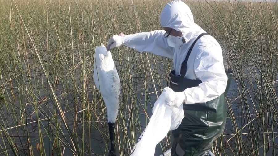 Trabalhadores recolhem carcaças de aves mortas pela gripe aviária para evitar surto da doença