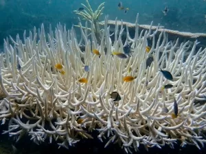 Episódio maciço de branqueamento de corais piora no mundo todo