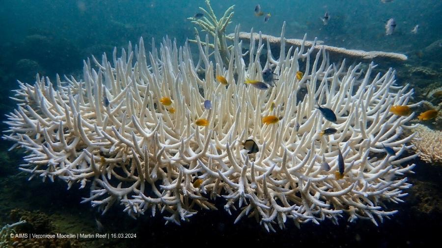 Recifes de coral branqueiam na Grande Barreira de Corais -  Australian Institute of Marine Science/Veronique Mocellin/via Reuters