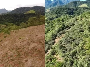 Mata Atlântica é bioma ideal para que projetos de restauração ganhem escala