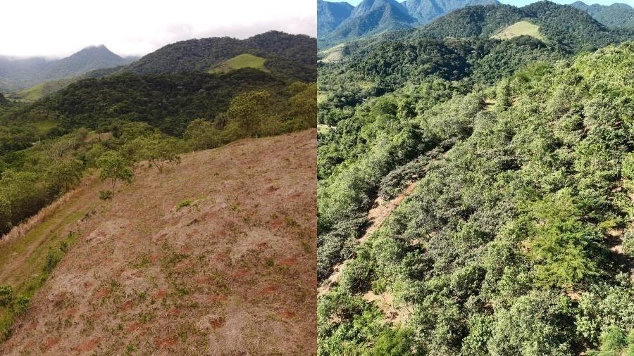 Área restaurada da Mata Atlântica na Reserva Ecológica de Guapiaçu (RJ)