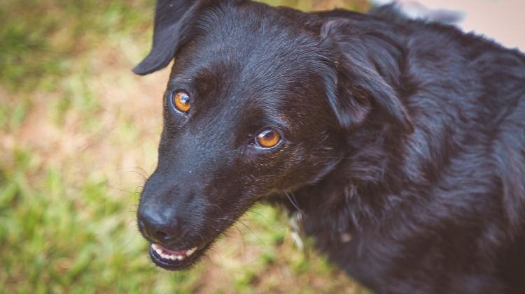 Cães também recebem cuidados mais rigorosos em datas comemorativas - Marta Lopez Fotografia/Projeto Segunda Chance - Marta Lopez Fotografia/Projeto Segunda Chance
