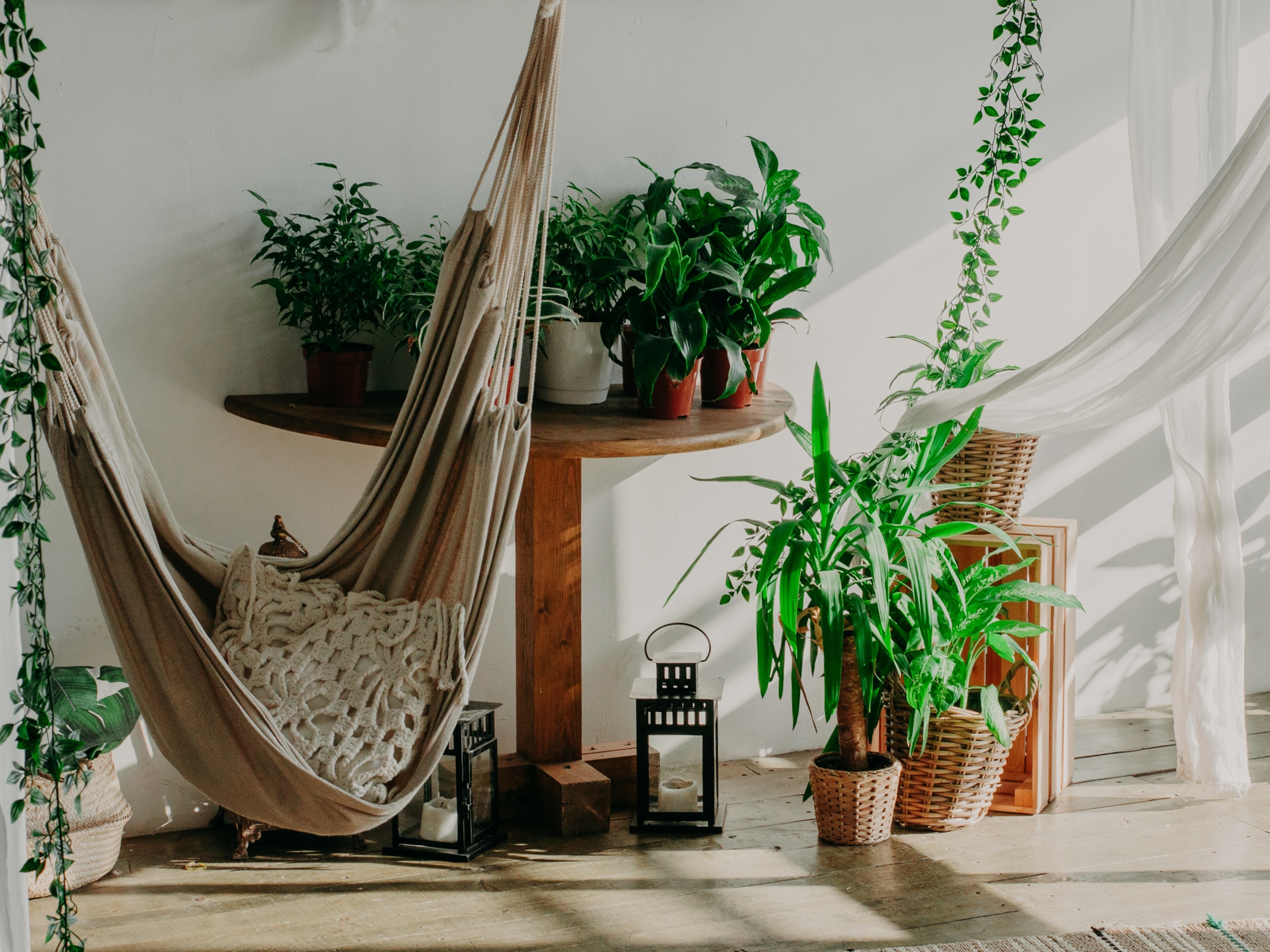 Plantas de apartamento: 11 espécies ideais para cantinhos com