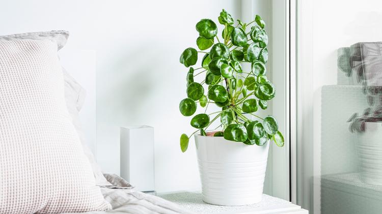 Pilea é fácil de cuidar - Getty Images/iStockphoto - Getty Images/iStockphoto