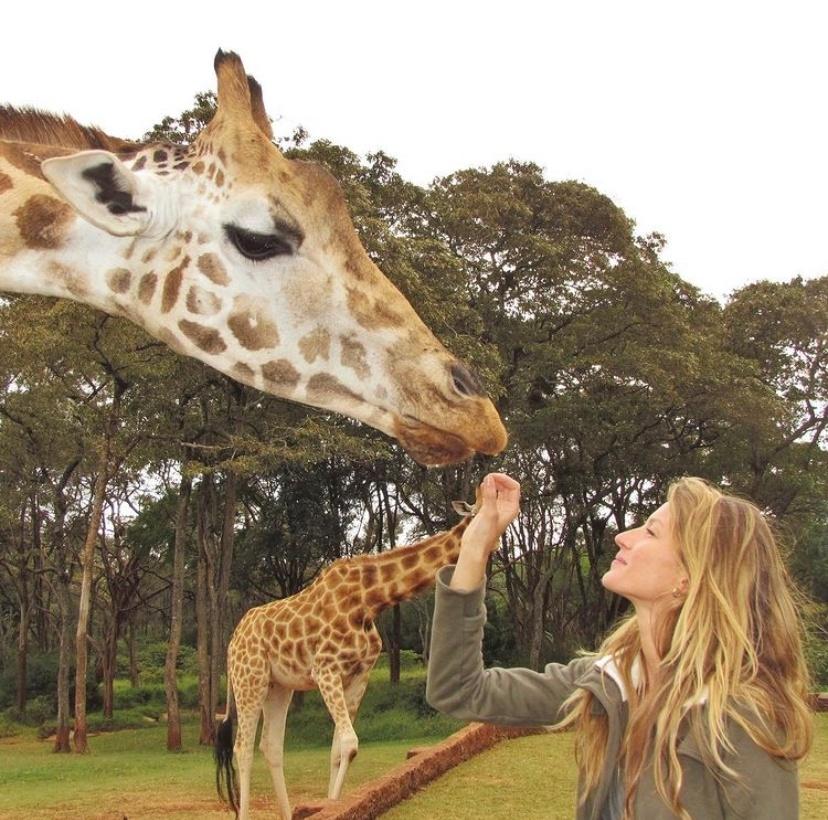 Gisele Bündchen alimenta uma girafa