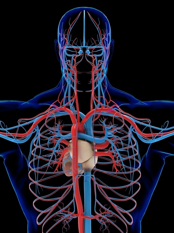 Arterias E Veias Humanas Reais 1024x768