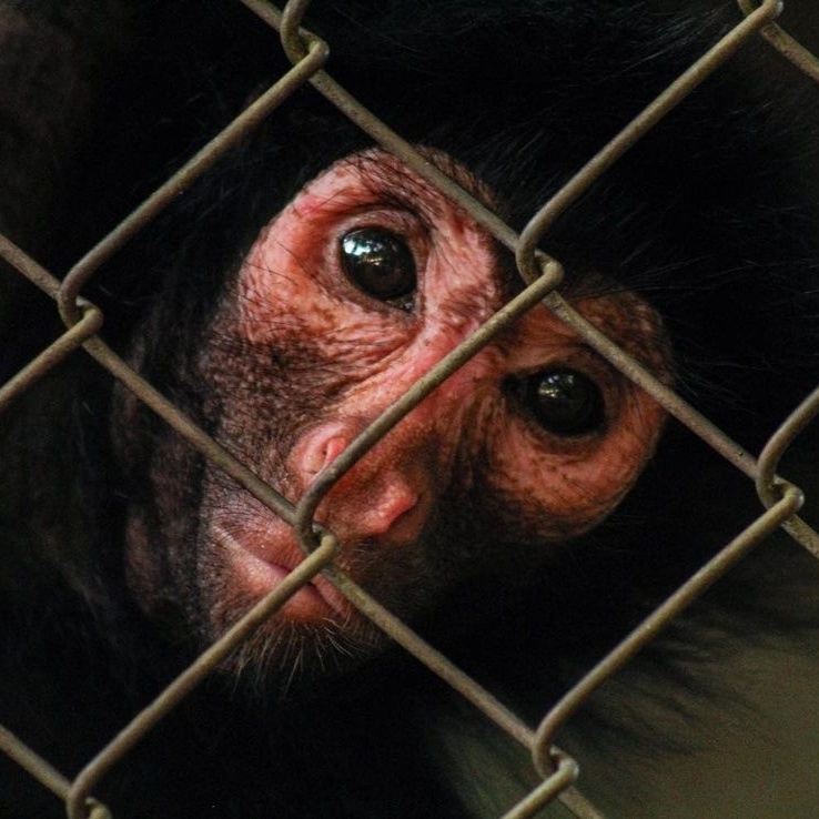 Macaco Aranha - Fotografias e Filmes do Acervo - Getty Images