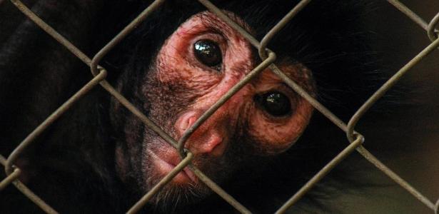 Macaco-aranha-de-cara-vermelha