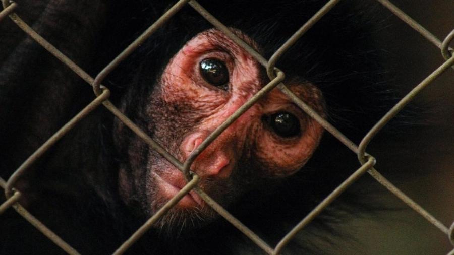 Primatas, como o macaco-aranha, são capazes de expressar sentimentos - João Pedro Salgado / Arquivo Pessoal
