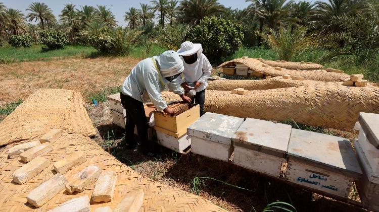 Apicultores inspecionam caixas de colmeias e os favos de mel dentro delas na aldeia central iraquiana de Al-Reghila - Ahmad AL-RUBAYE - Ahmad AL-RUBAYE